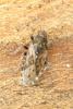 Heterogaster urticae